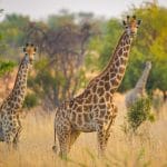 African Hills Safari Lodge & Spa4