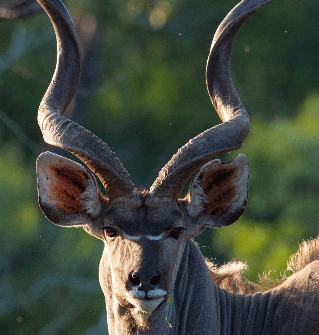 Kudu 2 Kudu Hunt